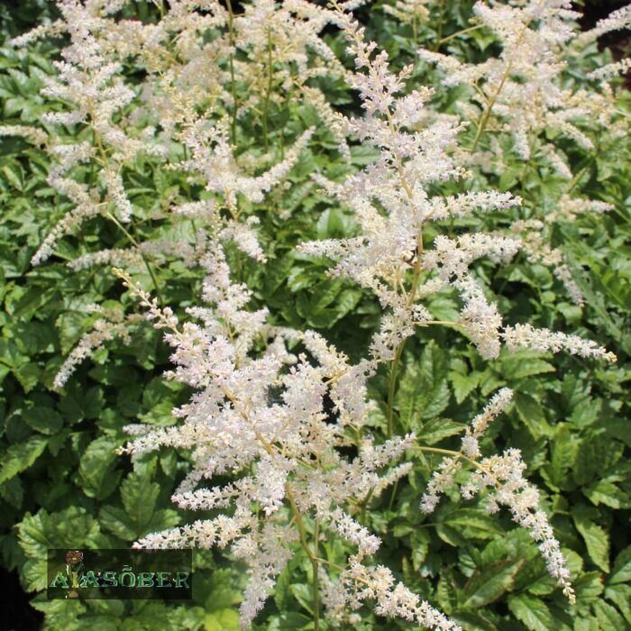 Jaapani astilbe 'Gladstone' (6 tk)