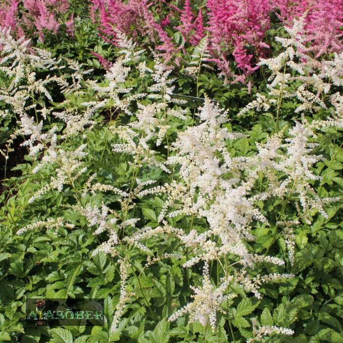 Jaapani astilbe 'Gladstone' (6 tk) - Image 2