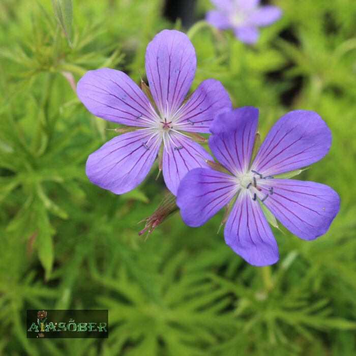 Kasmiiri kurereha 'Kashmir Blue' (6 tk)