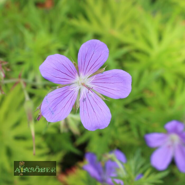 Kasmiiri kurereha 'Kashmir Blue' (6 tk) - Image 2