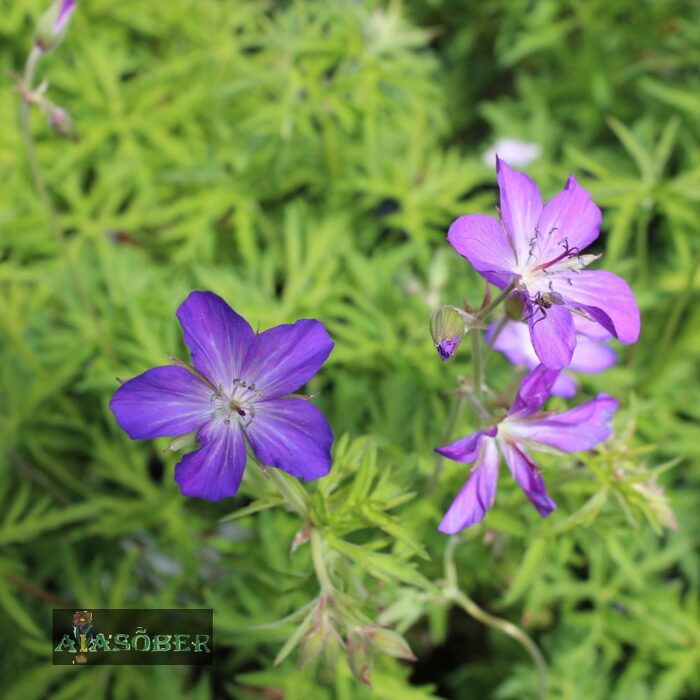 Kasmiiri kurereha 'Kashmir Purple' (6 tk)