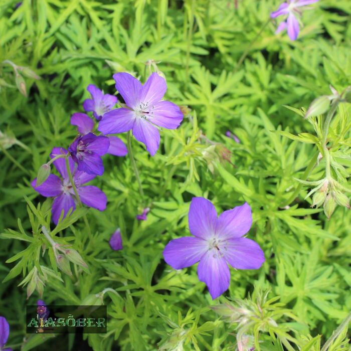 Kasmiiri kurereha 'Kashmir Purple' (6 tk) - Image 2