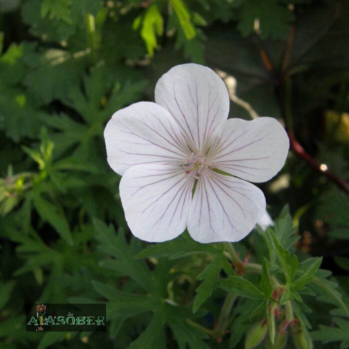 Kasmiiri kurereha 'Kashmir White' (6 tk) - Image 2