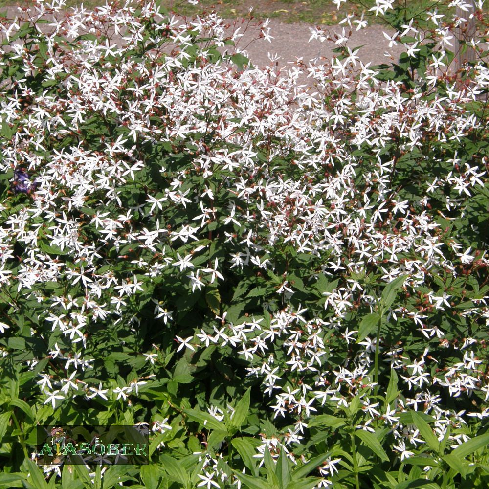 Kolmelehine piiskenelas (6 tk) - Image 2