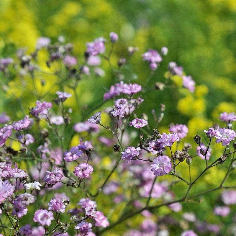 Harilik Kipslill 'Flamingo' (6 Tk) - Aiasõber