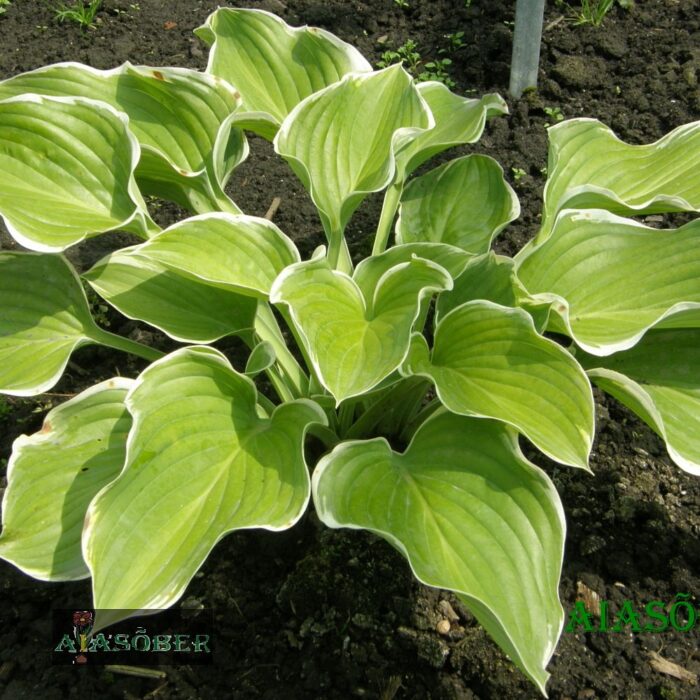 Hosta 'Sagae' (6 tk)