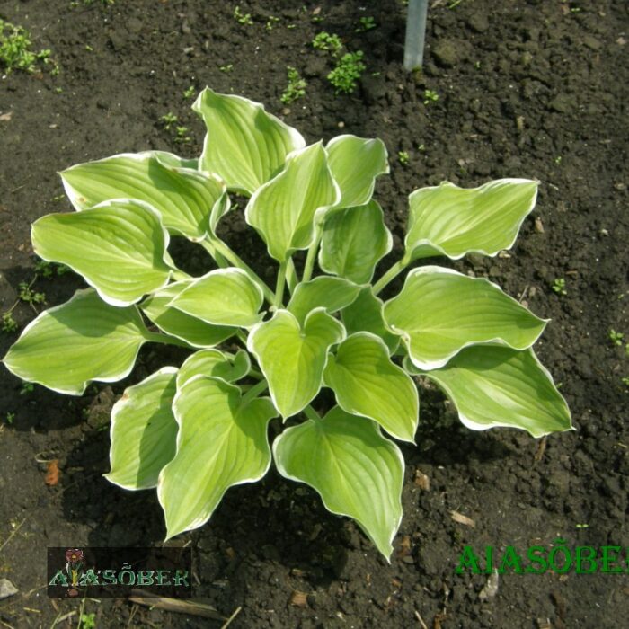 Hosta 'Sagae' (6 tk) - Image 2