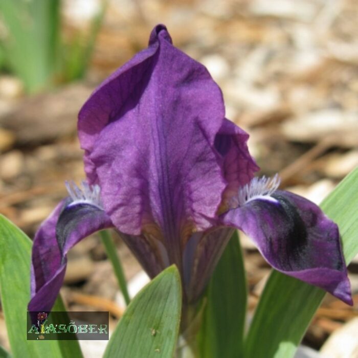 Kääbusiiris 'Atroviolacea' (6 tk)