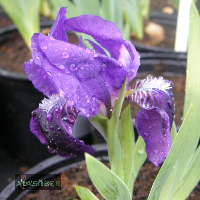 Kääbusiiris 'Atroviolacea' (6 tk) - Image 2