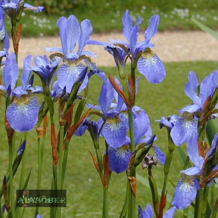 Siberi iiris 'Blue King' (6 tk)