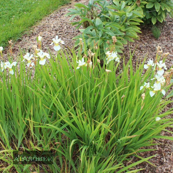 Siberi iiris 'Moon Silk' (6 tk)