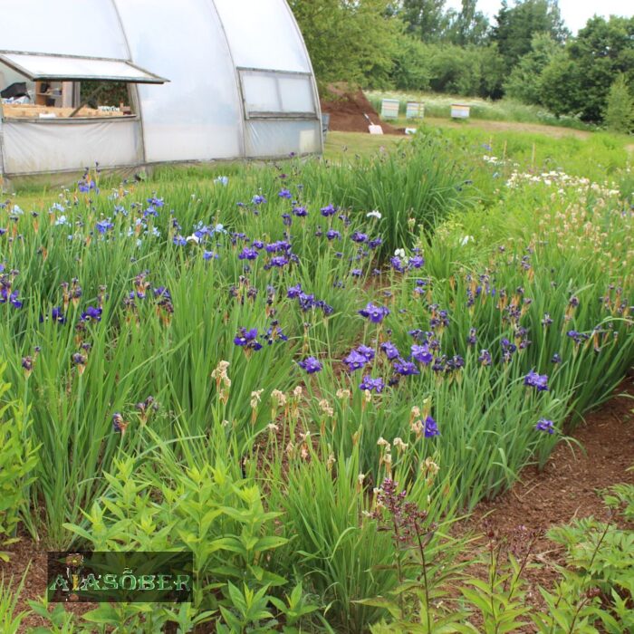 Siberi iiris 'Tropical Night' (6 tk)