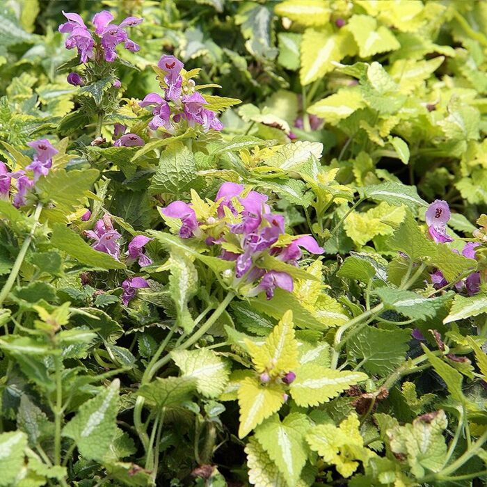 Täpiline iminõges 'Anne Greenway' (6 tk)