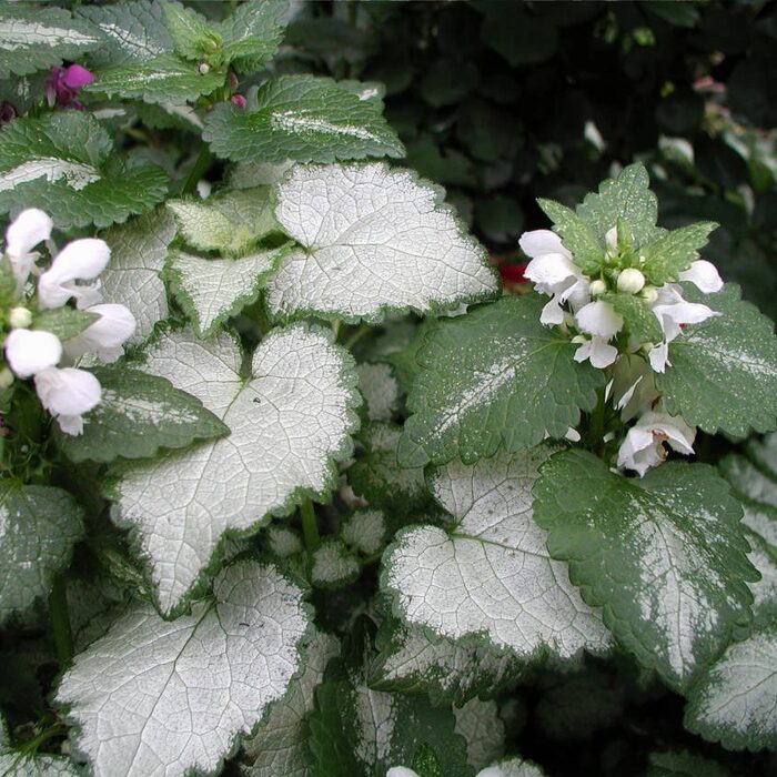 Täpiline iminõges 'White Nancy' (6 tk)