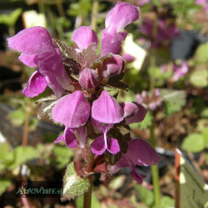 Täpiline iminõges 'Roseum' (6 tk)