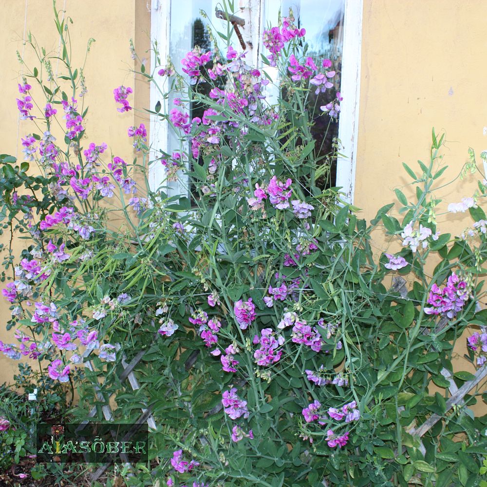 Laialehine seahernes 'Pink Pearl' (6 tk)