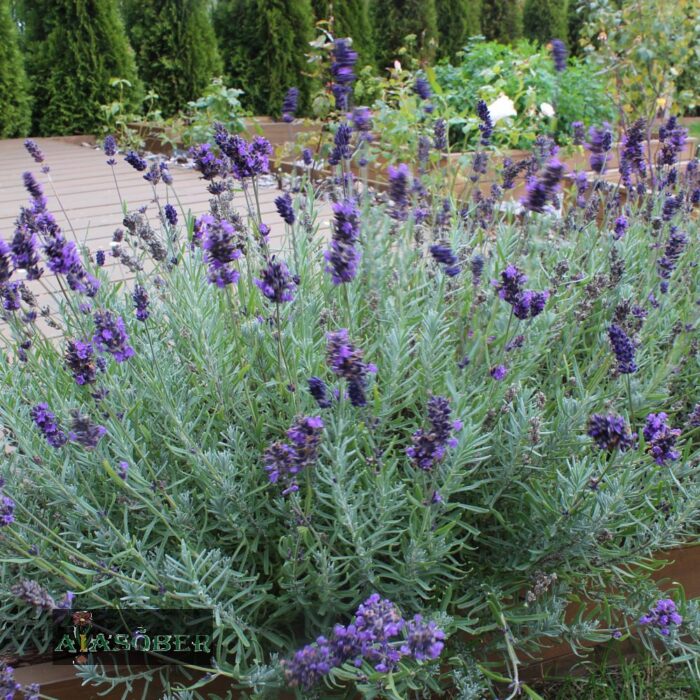 Tähklavendel 'Dwarf Blue' (6 tk)