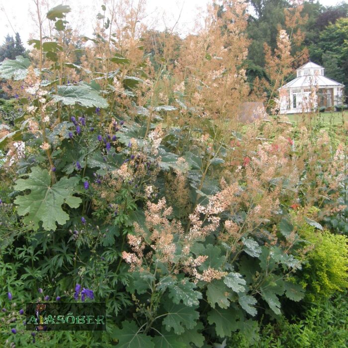 Hiina makleia 'Kelway's Coral Plume' (6 tk)