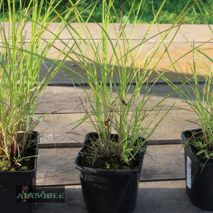 Hiina siidpööris 'Kleine Silberspinne' (6 tk)