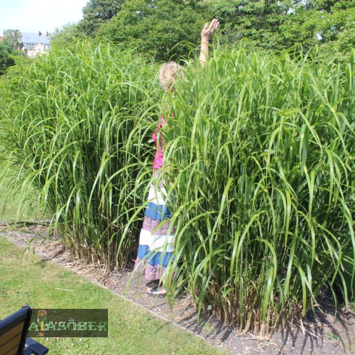 Hiina siidpööris 'Zebrinus' (6 tk)