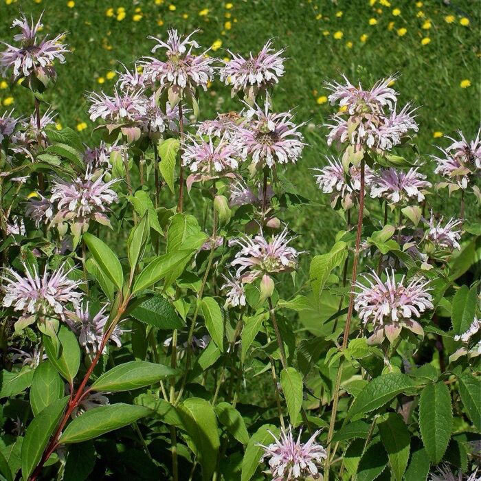 Bradbury monarda (6 tk)