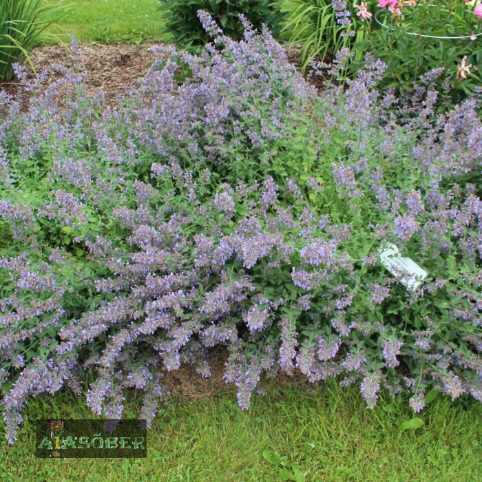 Faasseni naistenõges 'Blue Wonder' (6 tk)