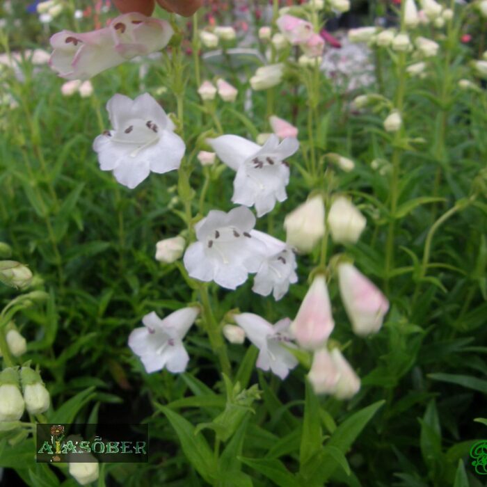 Aed-peekerlill 'White Bedder' (6 tk)