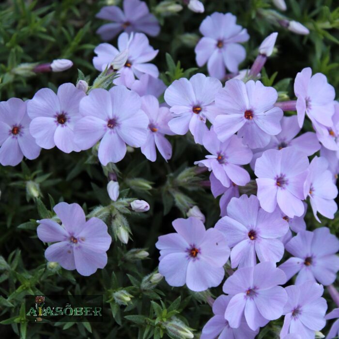 Douglasi leeklill 'Lilac Cloud' (6 tk)