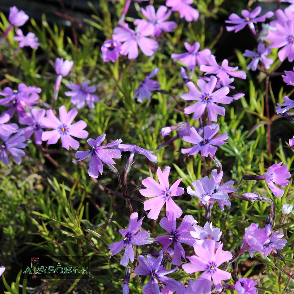 Padjandfloks 'Purple Beauty' (6 tk) - Image 2