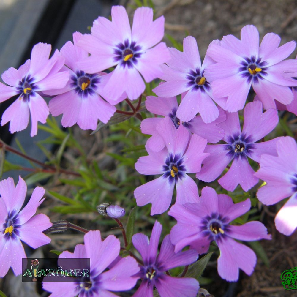 Padjandfloks 'Purple Beauty' (6 tk)