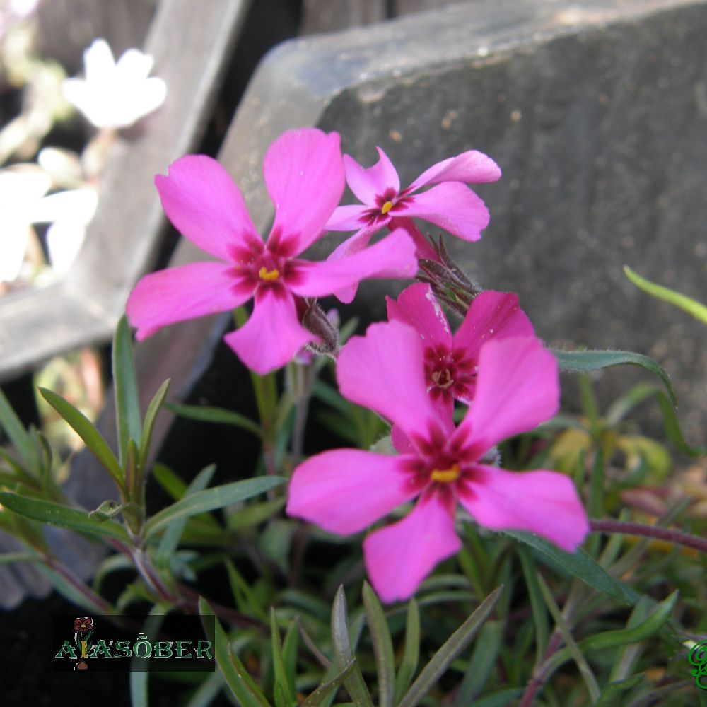 Padjandfloks 'Scarlet Flame' (6 tk)