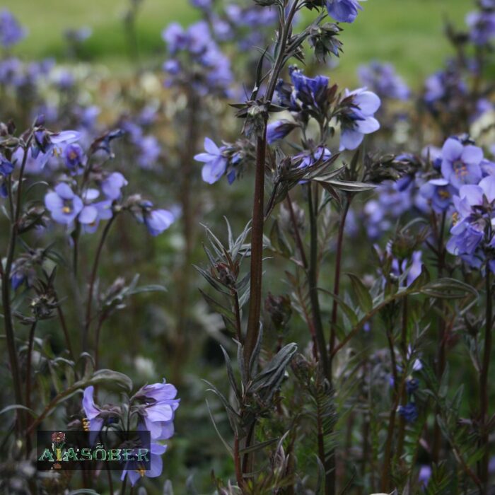 Hokkaido sinilatv 'Bressingham Purple'  (6 tk)