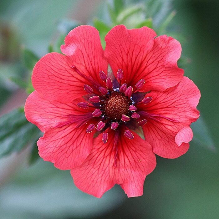 Aedmaran 'Gibson's Scarlet' (6 tk)