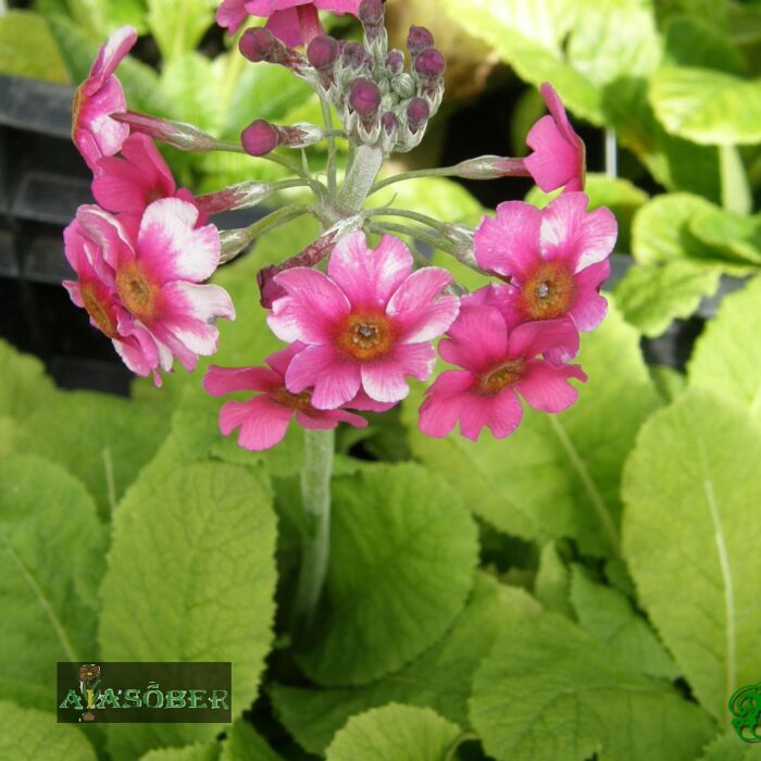 Lühterpriimula (6 tk)