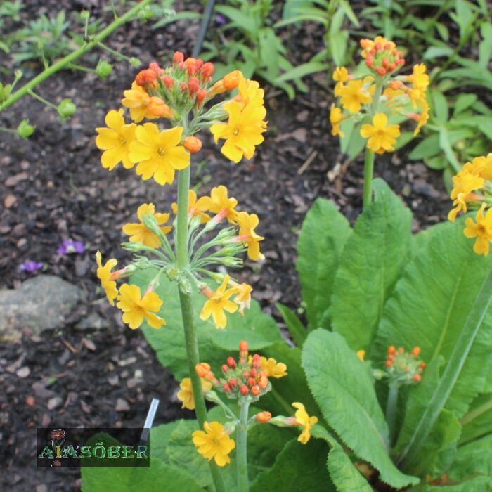 Bulley priimula (6 tk)