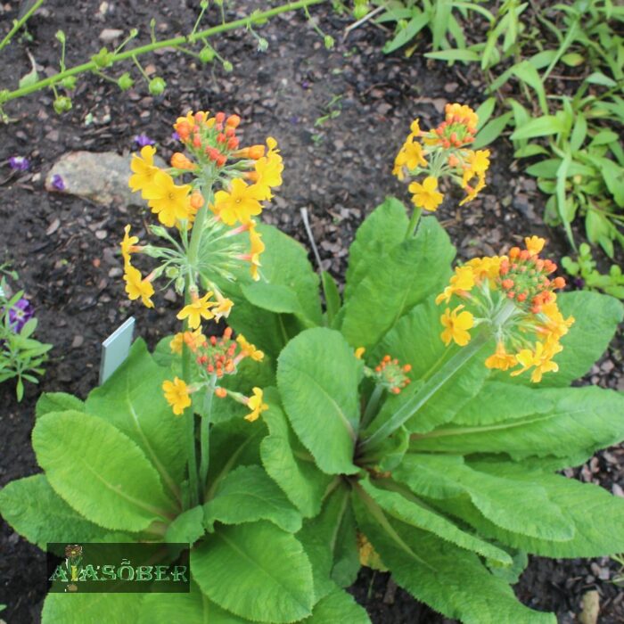 Bulley priimula (6 tk) - Image 2