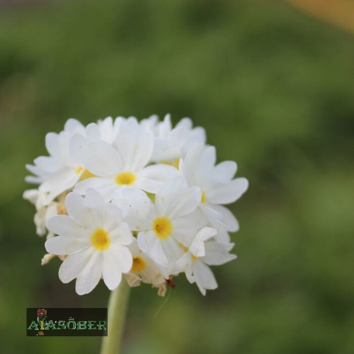 Hambulislehine priimula 'Alba' (6 tk)