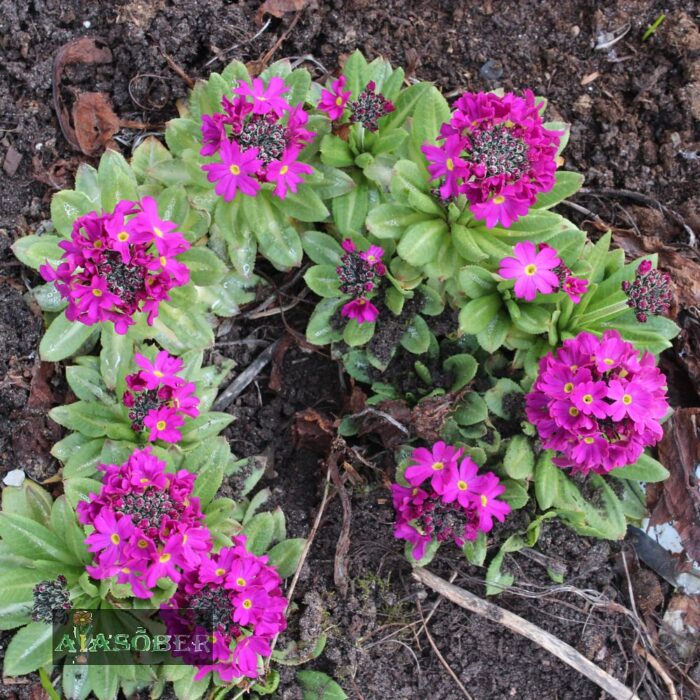 Hambulislehine priimula 'Rubin' (6 tk) - Image 2