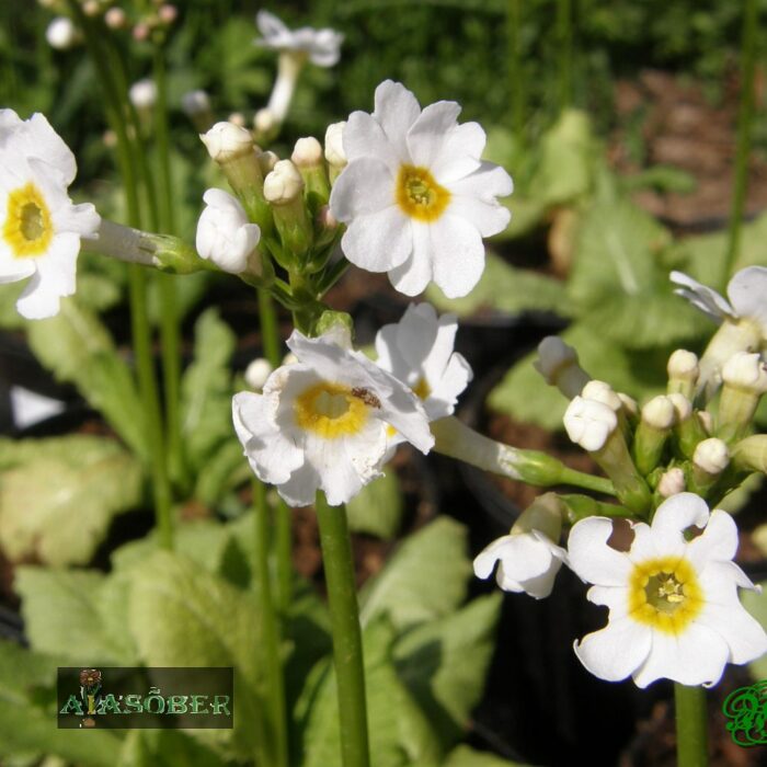 Jaapani priimula 'Alba' (6 tk)