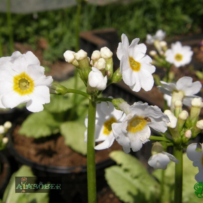 Jaapani priimula 'Alba' (6 tk) - Image 2