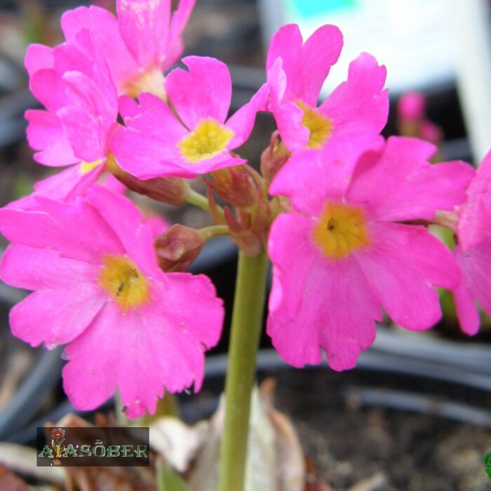 Roosa priimula 'Grandiflora' (6 tk)