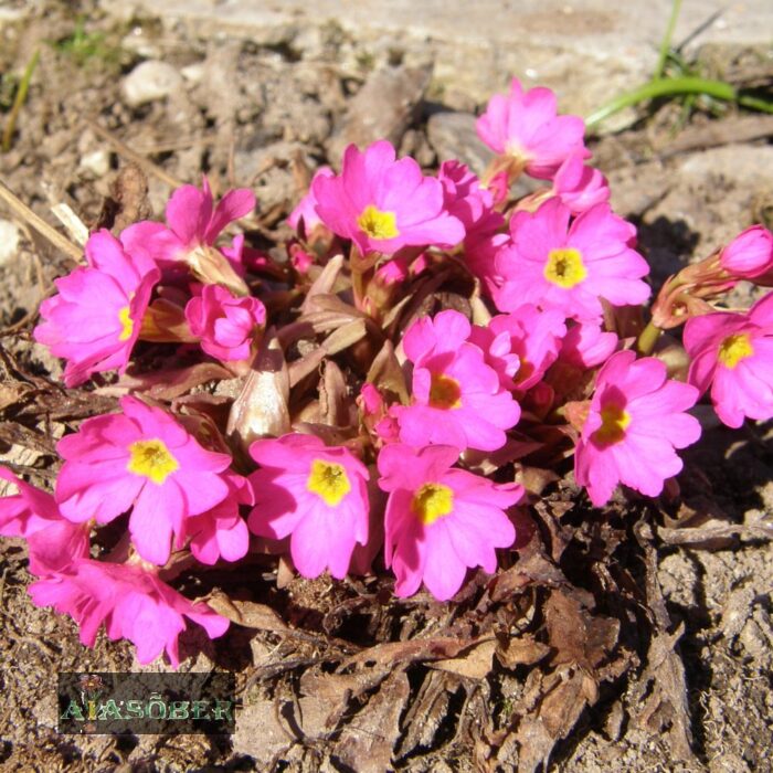 Roosa priimula 'Grandiflora' (6 tk) - Image 2