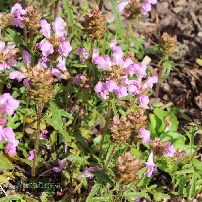 Suureõiene käbihein 'Loveliness' (6 tk)