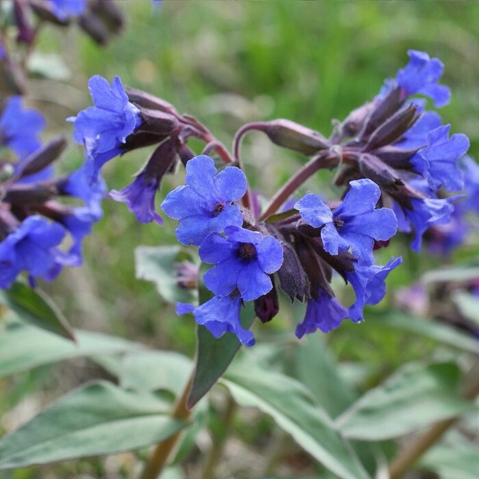 Kopsurohi 'Blue Ensign' (6 tk)