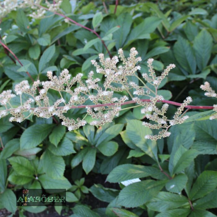 Hobukastanilehine rodgersia (6 tk)