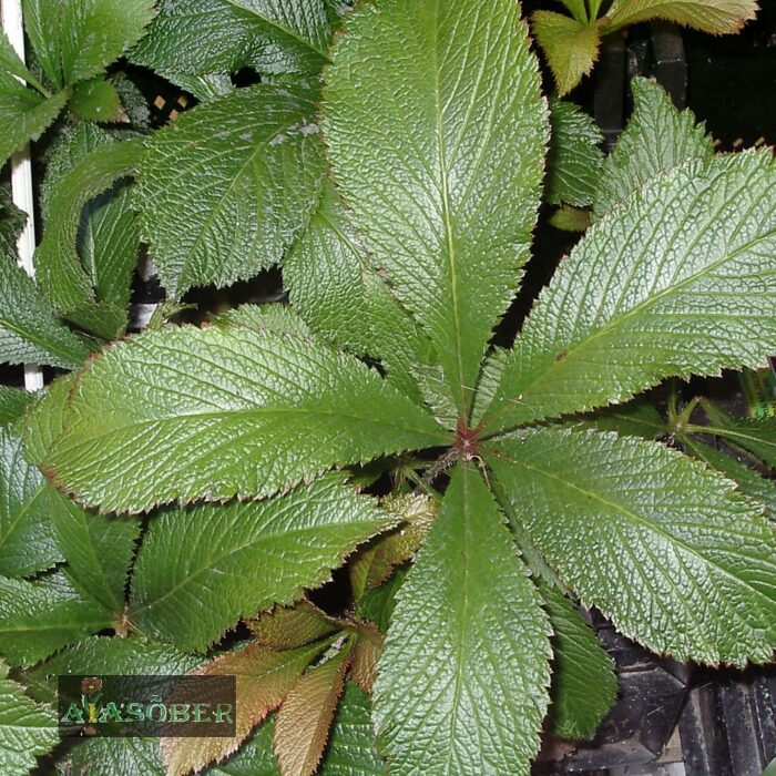 Hobukastanilehine rodgersia (6 tk) - Image 2