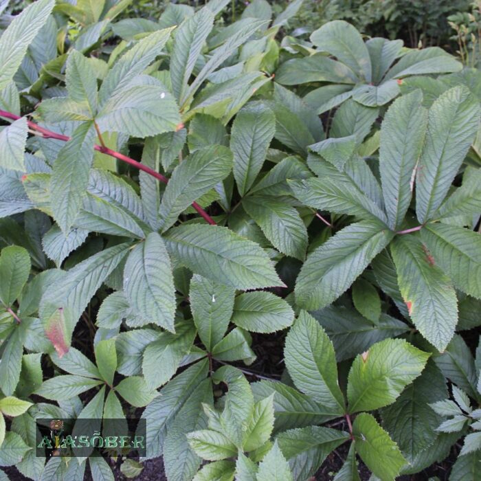 Hobukastanilehine rodgersia 'Rubrifolia' (6 tk)