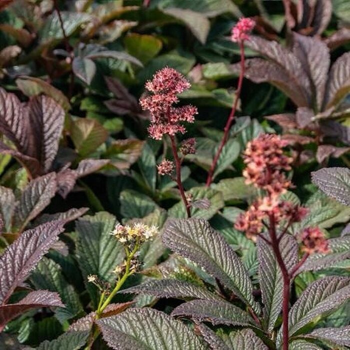 Rodgersia 'Bronze Peacock'  (6 tk)