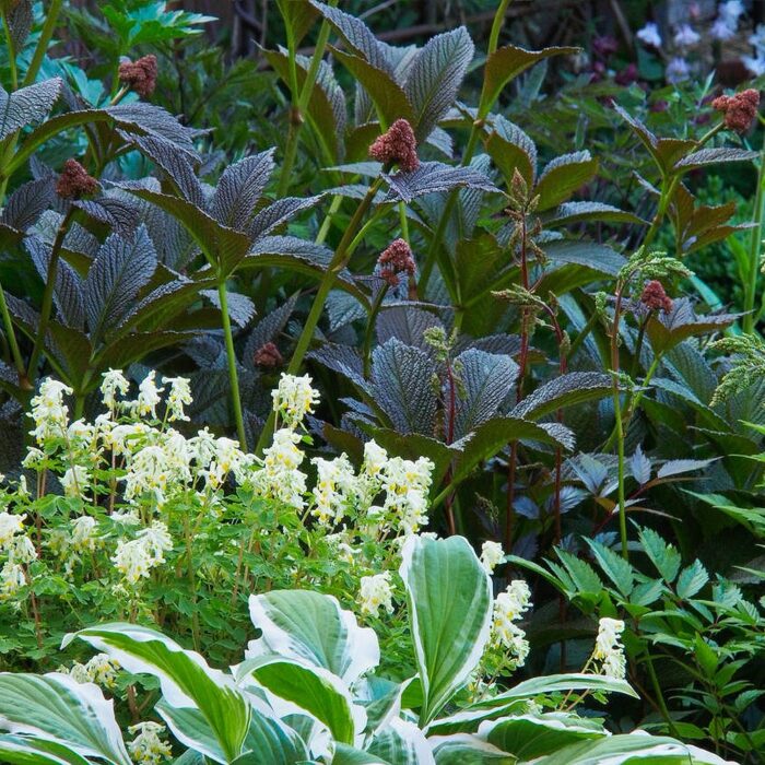 Rodgersia 'Bronze Peacock'  (6 tk) - Image 2