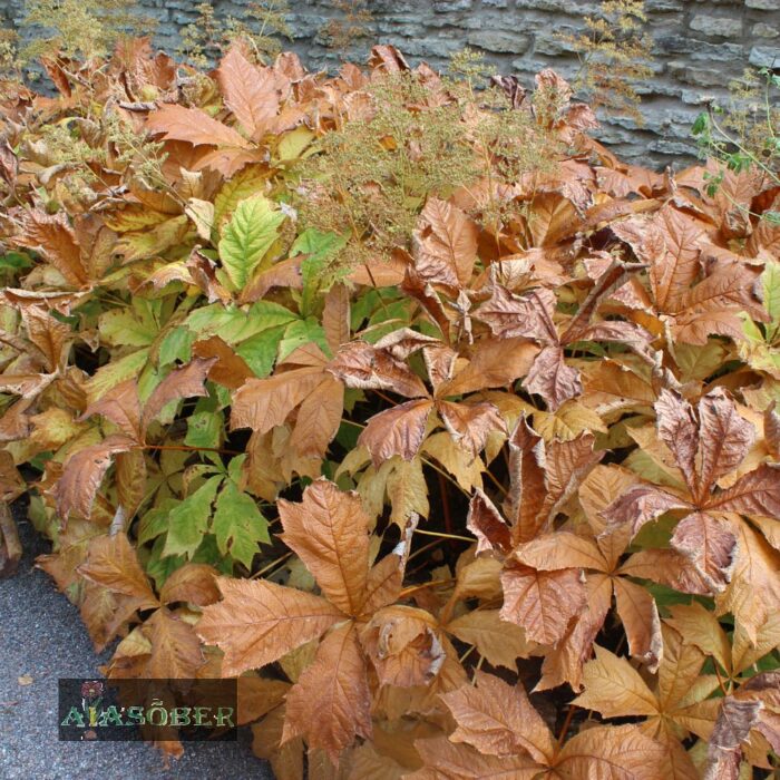 Jaapani rodgersia (6 tk)